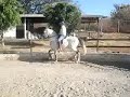 Piaffe trainning