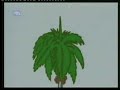 cuba   mi bandera   dibujo animado educativo