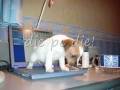 Funny animals 2