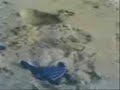 B�b�s tortues