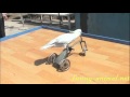 Parrot riding tricycle Parrot riding tricycle