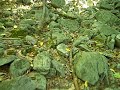 mid state trail hike: climbing thickhead mountain