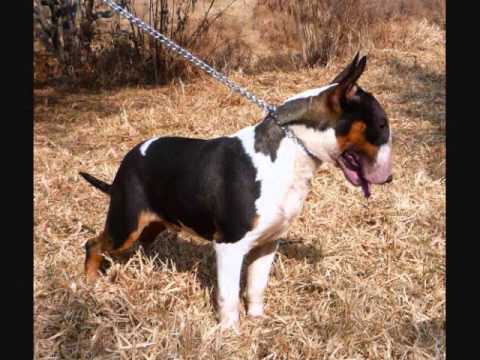 BULLTERRIER INGLES