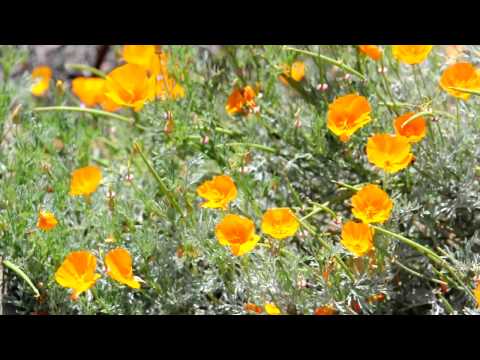 California Poppy ~ Los Padres National Forest ~ Aaron Villa ~ AWVilla.com