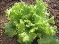 Agricultura Natural