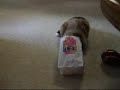 Birman in a lunch bag