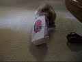 Birman in a lunch bag