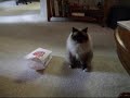 Birman in a lunch bag