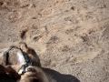 border terrier dog getting as dirty as he can