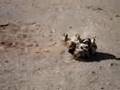 Border Terrier video