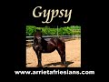 GYPSY, STER MARE, ARRIETA FRIESIANS