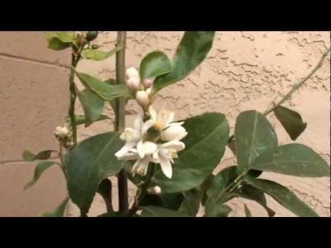 how to fertilize citrus trees in arizona