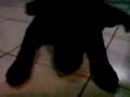videos de MOV02187.MP4