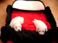 Litter U Charnett 19days