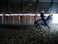 Cutting Horse/Reining