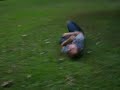 idiots [pogo stick]