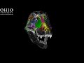 WitmerLab: Tyrannosaurus rex airhead