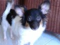 My Dog the papillon 10/7/07 My Dog the papillon 10/7/07
