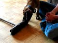 Ridgeback vs. broom
