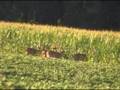More Indiana Bucks