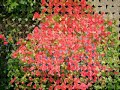 Maison Claude Monet, Giverny