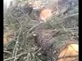 Click here to watch this video Logging on Granstrom Road Part 6