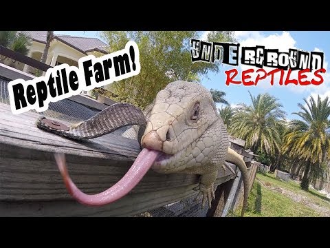 YouTube reptile video