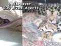 The Wild World of Tame Exotic Pets EXPOSED Yet Again The Wild World of Tame Exotic Pets EXPOSED Yet Again