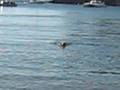 videos de Alfie Dog Swimming at Lulworth Cove Sept 2008 (2)