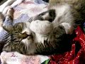 sleep cat pippi slow version 「ツネオテレビ」