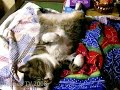 sleep cat pippi slow version 「ツネオテレビ」