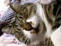 sleep cat pippi slow version 「ツネオテレビ」