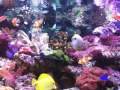 Marine Tank 13