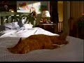 Vida de gatos