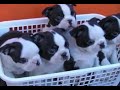 cachorros felinos y caninos