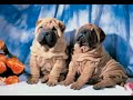 cachorros felinos y caninos