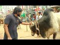 580 | Qurbani 2017 | Daily Update | Day 2 | New Bulls Arrived | Zinzira Haat | Zbgh 2017