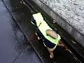 Click here to watch this video 柴犬もどきの華♪ 雨の散歩♪
