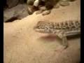 videos de leopard lizard eating