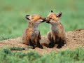 Les animaux Les animaux