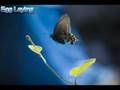 Symbiosis: the Pipevine Swallowtail and the Dutchmans Pipevine