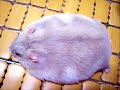 hamster dance