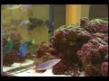 Instructional Marine Aquarium DVD (Preview Fish Only Tanks)