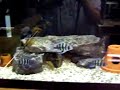 F1 Red Fin Comps & Kigoma Frontosa F1 Red Fin Comps & Kigoma Frontosa