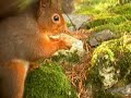 Squirrels and friends Squirrels and friends