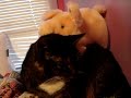 Apathetic kitty is apathetic...