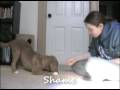 Vito the toller tricks at 4.5 months