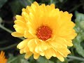 jardin de rosas - videos de diomaris robles peralta jardin de rosas - videos de diomaris robles peralta