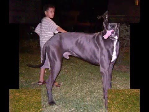 gran danes