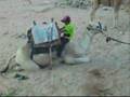 Overlanding the Middle East